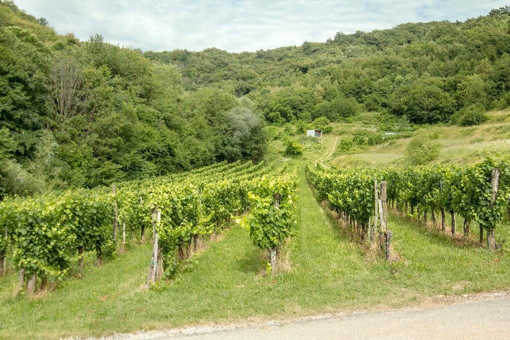 Villa Turisticna Kmetija Stanfel Podsabotin Exterior foto